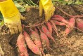 Kon Tum: Hiệu quả từ mô hình trồng khoai lang Nhật Bản